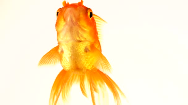 Egy felnőtt aranyhal úszó fishbowl uszonyok. Elszigetelt fehér background. Az úszó a víz oszlopban. Zár-megjelöl kilátás felvételeket. 4k. — Stock videók