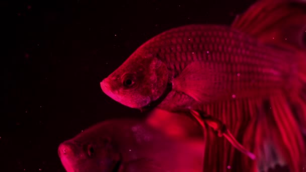 Dvě červené bojovnice pestrá-betta splendens. Akvarijní ryby plavání před izolované černým pozadím. Slow motion záběry — Stock video