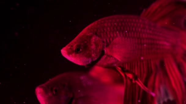 Couple of red siamese fighting fish - betta splendens. Aquarium fish swimming in front of isolated black background. Slow motion footage — Stock Video