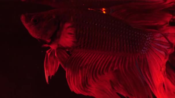 Deux siamois rouges combattant des poissons - betta splendens. Poissons d'aquarium nageant devant un fond noir isolé. Images au ralenti — Video