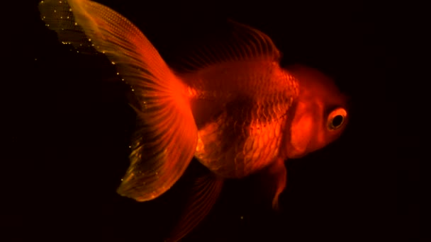 The fish float in the water column. Single adult goldfish with fins floating in fishbowl. Isolated on black background. Close up view footage — Stock Video