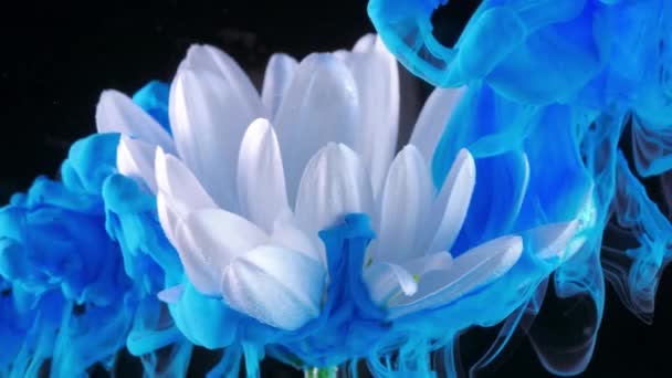 白色的花水下与蓝色墨水反应和创造抽象的云团。可作为过渡, 添加到现代项目、艺术背景。惊人的自然概念 — 图库视频影像