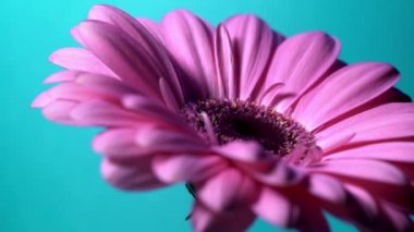 Mavi izole arka planda sağdan sola dönen pembe Magenta gerbera çiçeği. Güzel tek çiçek açan gerbera. Daisy, Asteraceae ailesinin çiçeği. 4k.