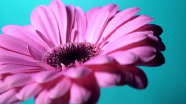 Mavi izole arka planda soldan sağa dönen pembe Magenta gerbera çiçeği. Güzel tek çiçek açan gerbera. Daisy, Asteraceae ailesinin çiçeği. 4k.