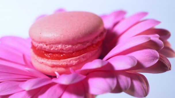Różowy makaronik-pyszne i piękne francuski deser obracający się na kwiat Gerbera na niebieskim tle. Gotowanie, jedzenie, pieczenie, koncepcja przyrody — Wideo stockowe