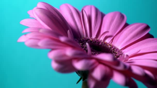 Pink magenta gerbera flower rotating from right to left on blue isolated background. Beautiful single blooming gerbera. Daisy is flower of Asteraceae family. 4k.
