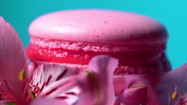 Macarrón rosado - delicioso y hermoso postre francés girando sobre flor de gerberas sobre fondo azul. Cocina, comida, hornear, concepto de naturaleza . — Vídeos de Stock