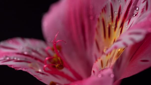 Alstroemeria or Peruvian lily blooming, blossoming and rotating from left to right on dark background. Nature, beauty, flowers concept. — Stock Footage Alstroemeria or Peruvian lily blooming, blossoming and rotating from left to right on dark background. Nature, beauty, flowers concept. Royalty Free Stock Video