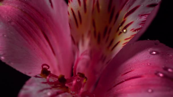 Alstroemeria またはペルーのユリが咲き、暗い背景に右から左に開花し、回転する. — ストック動画