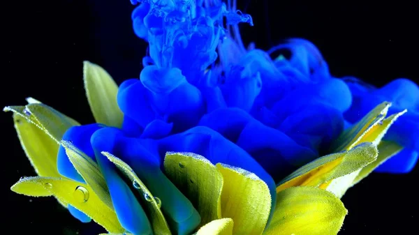 Жовта квітка під водою з блакитним чорнилом реагує і створює абстрактні хмарні утворення . — стокове фото