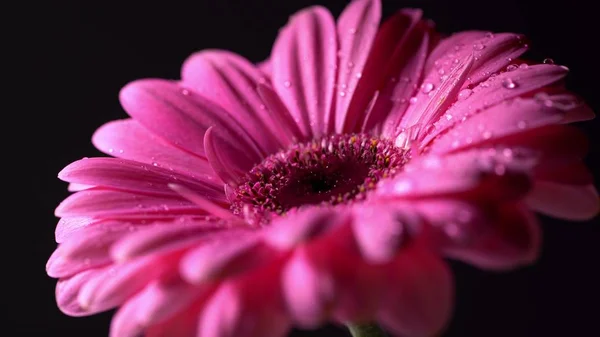 Pink magenta gerbera flower with water drops on black isolated background. Beautiful single blooming gerbera. Daisy is flower of Asteraceae family.