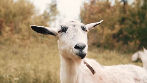 好奇的快乐白山羊在公园里吃草。滑稽山羊的肖像。农场动物看相机. — 图库视频影像