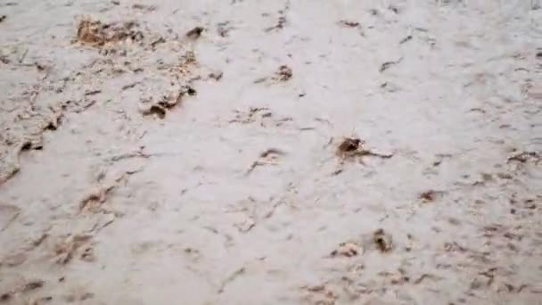 Überschwemmung nach Regen oder Hurrikan. Schmutziges braunes, starkes Wasser fließt in den Fluss. Nahaufnahme — Stockvideo