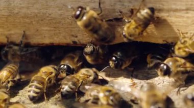 Apiary, ne zaman. Arılar çalışıyor, çiçek nektar ve polen getirin kovan, tatlı bal oluşturmak. Makro görüntüleri