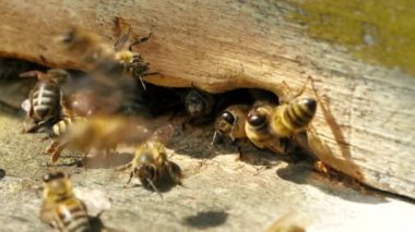 Apiary, ne zaman. Arılar çalışıyor, çiçek nektar ve polen getirin kovan, tatlı bal oluşturmak. Makro görüntüleri