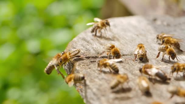 Апиари. Пчелы работают, приносят цветочный нектар и пыльцу в улей, создают сладкий мед. Макросъемка . — стоковое видео