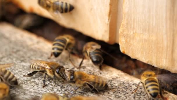 Апиари. Пчелы работают, приносят цветочный нектар и пыльцу в улей, создают сладкий мед. Макросъемка . — стоковое видео