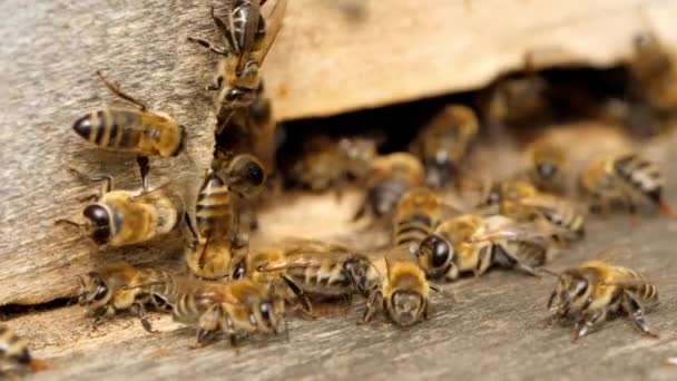 Medonosných. Včely pracují, přinesou květinové nektar a pyl do úlu, vytvoří sladký med. Záznam makra. — Stock video