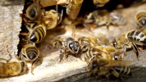 Pasieki. Pszczoły pracują, wprowadzają kwiatowy nektar i pyłek do ula, stworzyć słodki miód. Nagrania makro. — Wideo stockowe
