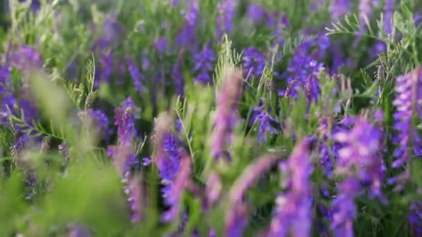 Belles fleurs de sauge pourpre salve dans le champ. Jour du printemps . — Video