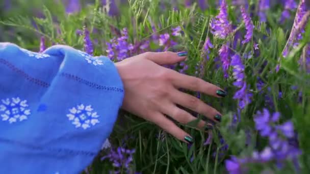 Mano tocando flor púrpura en hermoso campo a la luz natural. Prado con flores de salvia violeta. Primer plano, cámara lenta . — Vídeo de stock