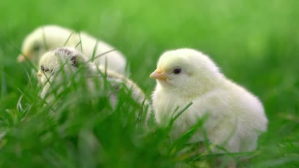 Kis sárga csirke ül a zöld fű, mozgó fejek és a pázsitfűvel fű. Gyönyörű és imádnivaló csibék. — Stock videók