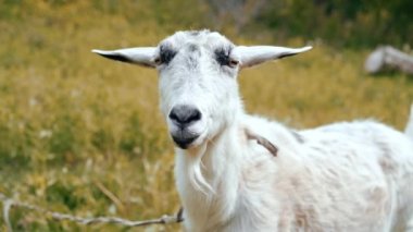 Meraklı mutlu beyaz keçi parkta otlatma. Komik keçi portresi. Çiftlik hayvanı kameraya bakıyor.