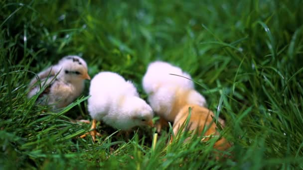 Galinhas amarelas sentadas em grama verde, cabeças móveis e bicadas de grama. Pintos bonitos e adoráveis . — Vídeo de Stock