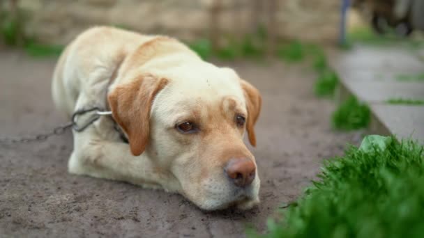 庭に横たわっているチェーンに結ばれた美しい大人の金色のラブラドール犬. — ストック動画