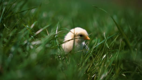 Pollito amarillo sentado en hierba verde, cabezas moviéndose y picoteando hierba. Hermosa y adorable chica . — Vídeos de Stock