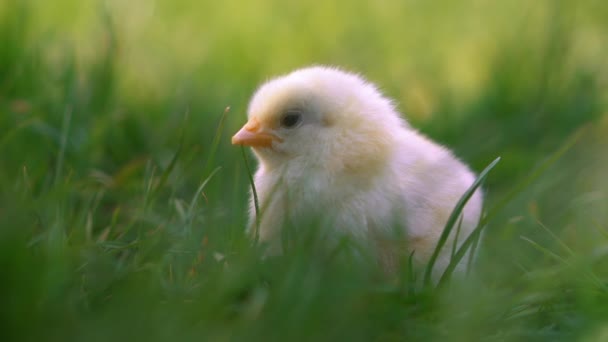 Frango amarelo sentado em relva verde, cabeças em movimento e grama bicada. Pintainho bonito e adorável . — Vídeo de Stock