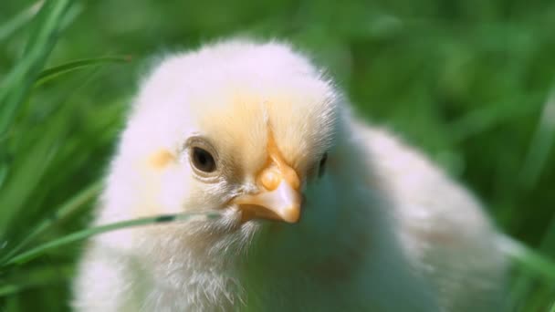 Liten gul kyckling sitter i grönt gräs, rörliga huvuden och picka gräs. Vacker och bedårande chick. — Stockvideo