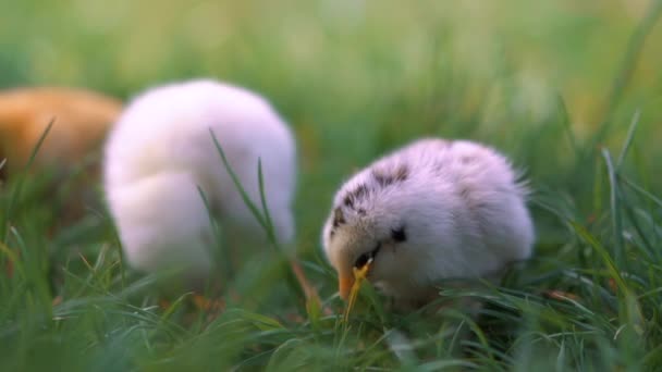 Küçük sarı tavuklar yeşil çimenlerde oturuyorlar, başlarını hareket ettiriyorlar ve çimenleri gagalıyorlar. Güzel ve sevimli civciv. — Stok video