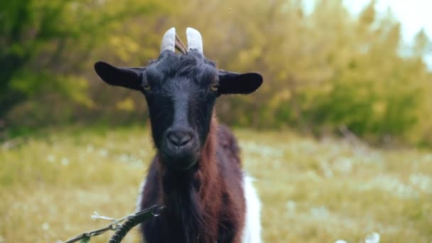 Curiosa cabra negra feliz pastando en el parque. Retrato de cabra graciosa. Granja animal mirando a la cámara . — Vídeo de stock