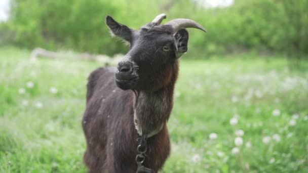 Meraklı mutlu siyah keçi parkta otlatma. Komik keçi portresi. Çiftlik hayvanı kameraya bakıyor. — Stok video