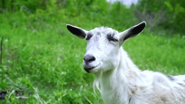 Podivné šťastné pasení bílých koz v parku. Portrét srandovní kozy. Zvířecí zvíře, které se dívá na fotoaparát. — Stock video