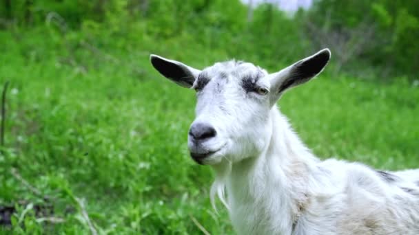 Curioso feliz cabra blanca pastando en el parque. Retrato de cabra graciosa. Granja animal mirando a la cámara . — Vídeos de Stock