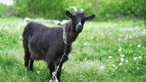 Curiosa cabra negra feliz pastando en el parque. Retrato de cabra graciosa. Granja animal mirando a la cámara . — Vídeo de stock