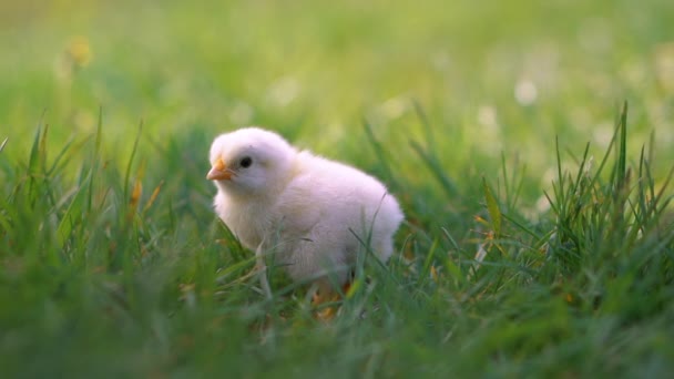 Frango amarelo sentado em relva verde, cabeças em movimento e grama bicada. Pintainho bonito e adorável . — Vídeo de Stock