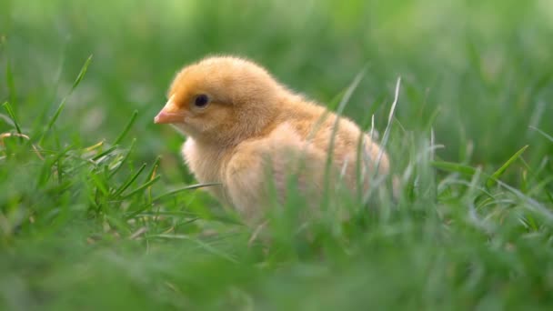 Frango amarelo sentado em relva verde, cabeças em movimento e grama bicada. Pintainho bonito e adorável . — Vídeo de Stock