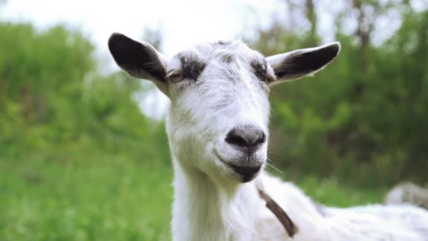 Nieuwsgierig gelukkig witte geit grazen in Park. Portret van grappige geit. Boerderij dieren kijken naar camera. — Stockvideo