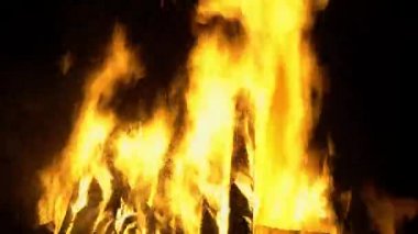 Yanan ağaçlar. Ormanda yangın. Yakından kapatın. Felaket, sorunlar, şenlik ateşi kavramı