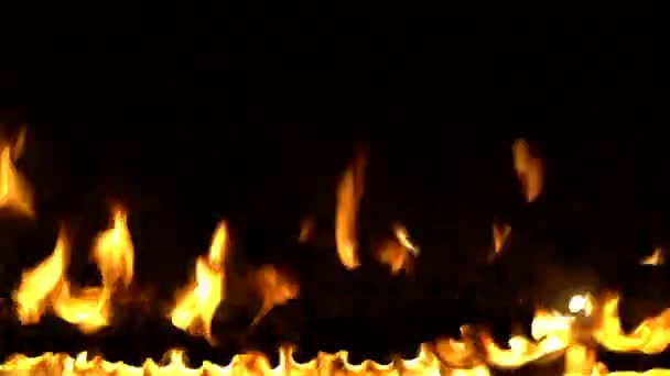 木を燃やす森の中で火事だクローズアップ。大惨事、問題、焚き火の概念 — ストック動画