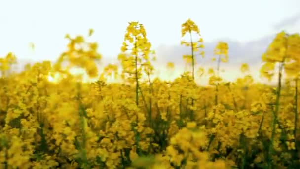 Όμορφα κίτρινα λουλούδια πεδίο κοντά στη θέα. Η ελαιοκράμβη είναι η βέλτιστη πρώτη ύλη για την παραγωγή βιοντίζελ — Αρχείο Βίντεο