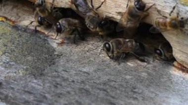 Böcekler kovan girişinde. Arılar, kovan etrafında çember. Apiyer, Arıcılık, kolektif iş kavramı arı tarım. Makro.