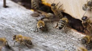 Böcekler kovan girişinde. Arılar, kovan etrafında çember. Apiyer, Arıcılık, kolektif iş kavramı arı tarım. Makro.