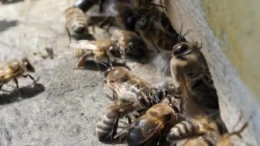 Böcekler kovan girişinde. Arılar, kovan etrafında çember. Apiyer, Arıcılık, kolektif iş kavramı arı tarım. Makro.