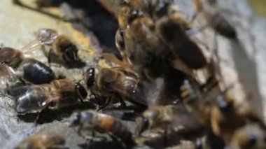 Arılar, kovan etrafında çember. Apiyer, Arıcılık, kolektif iş kavramı arı tarım. Böcekler kovan girişinde. Makro.