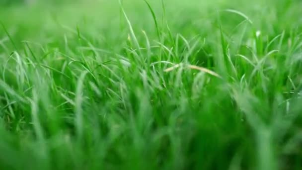 Fundo de grama exuberante verde bonita. Vista de perto — Vídeo de Stock