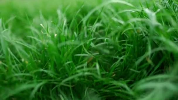Beau fond vert herbe luxuriante. Vue rapprochée 